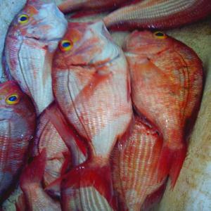 Poissons frais et congelés - poissons je suis mareyeur import et export du poissons frais et congelés de bonne qualité vous pouvez me contacter par mon email 