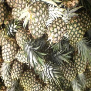 VENTE D'ANANAS AVION  MD2 SWEET GOLDEN - fruits et légumes nous conditionnons et exportons à destination des pays du monde entier,  de l'ananas avion variété md2 sweet golden. nos fruits sont cultivés avec soins,  puis , arrivés à maturité ils sont récoltés et mis en cartons le jour de l'envoie afi