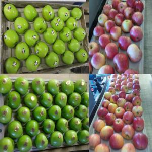 Pomme Golden, Royal Gala & Granny Smith - fruits et légumes offre pomme de types golden,  royal gala & granny smith origine de france. expédition fob le havre ou cif port destination,  conteneurs 40' frigo. meilleur tarif.----caractéristiques- ----golden;--origine - france--calibre 100/112/126--catégorie 1--coloration 1--bushel compact 18k