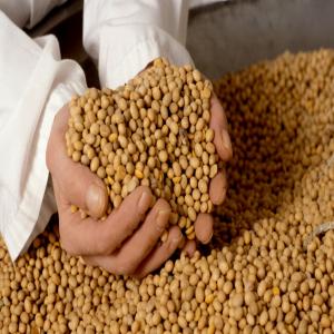 Soybean GMO 2  - céréales   	soybean gmo 2 soybean gmo 2 from brasil minimum achat 12500 mt , certification sgs or cciq paiment grain - soybean and corn - lc 100% , sblc operative - aswp - bag or flextank- soja from brasi - aswp - bag 60 kg- soja from brasil - 150000 - aswp - bag 60 kg- soja from brasil - 200000--- aswp--- bag