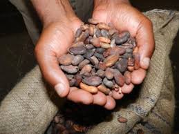 CACAO - fruits secs et graines grillées recherche partenaire sérieux pour la campagne cacaotière et récolte octobre novembre decembre 2015 ? apport recherché 450 000 euros,  pour 1 million d 'euros de bénéfice minimum,  macro-économique,  et plaisantins s 'abstenir! partenaire financier avec b