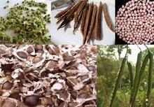 Vente de graines de Moringa Oleifera - fruits secs et graines grillées vente de graines de moringa oleifera 100% organiques collectées graines mures,  top qualité pour extraction d'huile ou pour utilisation médicinale.  