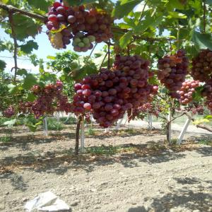 raisin de haute qualité - fruits et légumes nous recherchons à commercialiser une grande quantité de raisin de haute qualité pour l'exportation--avec un prix tres concurentiel.----