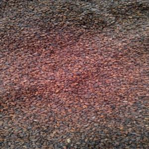 Cacao de côte divoire - café cacao thé bonjour ,  nous somme une société coopérative ,  exportatrice de café ,  cacao et noix de cajou. c'est la campagne de cacao pour cette année vient de débuter. nous avons des produit de grade 1 et 2 de très bonne qualité en quantité illimit&