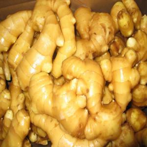 fresh ginger supplier - fruits and vegetables  1. name of product- fresh thailand ginger --2. size- 100g and up,  150g and up,  200g and up,  250g and up--3. packing- 10kg/mesh bag,  20kg/mesh bag,  10kg/carton,  30lbs/plastic box.--4. moq- 1x40fcl.--5. advantage- --1) more than ten years enperience in supplying fresh ginger