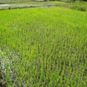 terre cultivable dans la valée du fleuve senegal - mine terrain concession bonsoir.--nous disposons 50 hectares tous près de l'eau a ross bethio....--nous cherchons des partenaire/clients qui voudront nous louer cette terre a 150.000cfa/hectare (220 euros)  par campagne agricole....--le sol est riche et fertile.--les parcelles sont deja bien amennagé.--la ter