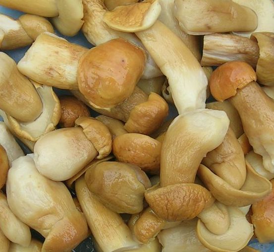 Frozen,Dreid and Fresh Shiitake Mushroom -  yeast fungus a company with a large capacity supply of all types of  mushrooms . we as the supplier of the below mentioned mushrooms confirmed and agree that our enterprise is able,  willing and ready to supply your company or buyer our mushrooms   to any country of europe/ america/ africa / asia/ & worldwide, ---