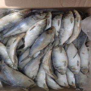 Recherche de sardinelle - poissons bonjour --je cherche deux conteneurs de sardinelle ronde pour mon client pour  la semeiane prochain --urgent --vos prix par kilos --merci