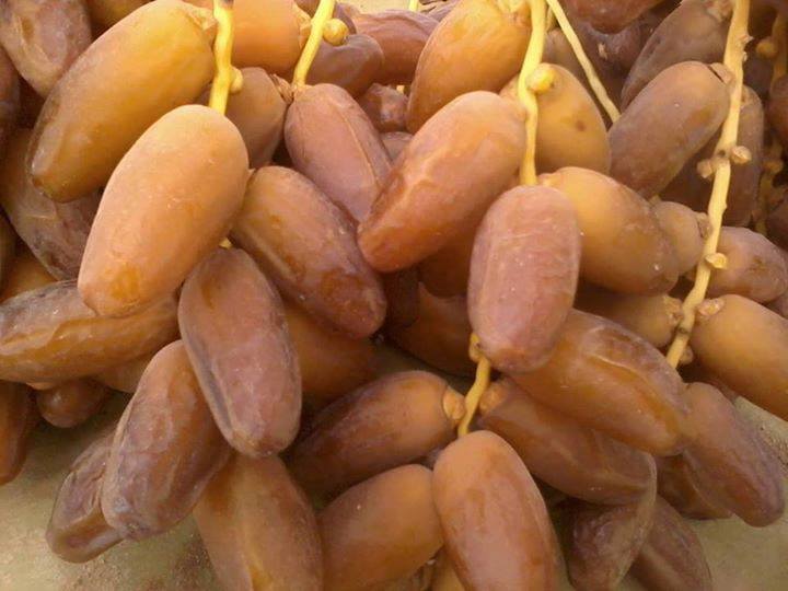 Dattes Daglet nour - fruits et légumes je suis un agriculteur producteur de dattes (daglet nour) basé sur kébili - tunisie. je suis à la recherche d'un acheteur pour mon produit.