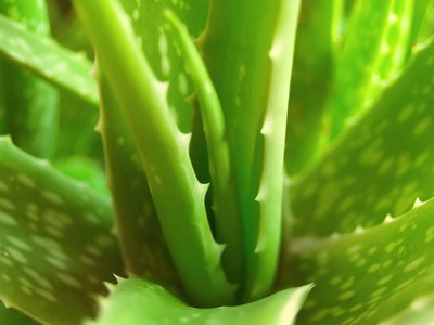 Plante Aloe Vera - horticulture plante biocarburant nous proposons des plantes d'aloe vera,  culture bio,  de 2 à 5 ans d'âge. expédtion possible dans n'importe quel pays. ideal pour commencer ou augmenter votre production.