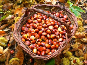 Chataignes, Marrons, directement producteur - fruits et légumes disposons de châtaignes récemment cueillies,  d'excellente qualité. directement du producteur. expédtion possible dans n'importe quel pays.  meme si la production n'a pas de certificat bio,  le culture a ete faite sans aucun engrais ni produit non naturel.