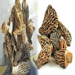    IMPORTERS MORILLES,  DRY MORELS - champignon levure we are based out of himachal pradesh in india involve in collection of wild harvested medicinal flants and fungicides. we can regularly supply morilles,  morels to clients at reasonable prices according to thier specifications of tail and cap,  pls feel free for any enquiry