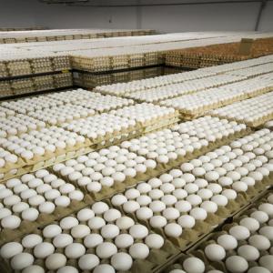 Oeufs fécondés OAC Ross 308 / OAC Cobb 500 - viandes et oeufs disponible immédiatement œufs fécondés souche ross 308 ou cobb 500.--prix selon quantité.--disponible à l'export- afrique,  europe--