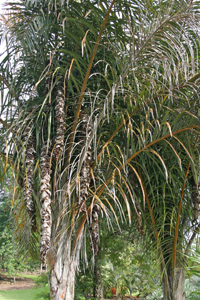 Une ferme en vente - mine terrain concession une ferme de 5 hectares es mise en vente au bénin à pkaou. le domaine à un titre foncier la ferme est irriguée et sur une surface de 1/3 porte une plantation de palmerais. des maisons sont construite à divers en endroits. la vente se fera par office de notaire apr&