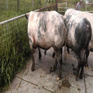 Boeufs et veaux vivants - animaux vivants boeufs,  veaux et genisses de bonne qualite,  races autochtones croises simmenthal principalement,  mais aussi quelques limousins,  bleux belges,  charolais et  angus. toutes categories d'ages,  aussi bien pour l'elevage que pour l'abattage. nous disposons de deux fermes,  et pouvons nous occuper du transp