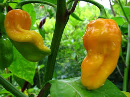 PIMENT BIG SUN, PIMENT BEC D'OISEAU, MAIS JAUNE - fruits et légumes producteurs de vivriers divers sur la route de dabou recherche acheteurs serieux pour differents vivriers--piments big sun 1500cfa/kg--piment bec d oiseau 2500 cfa/kg--mais jaune 200 cfa/kg--gombos frais , aubergine blanche,  300cfa/kg--concombre de poinsett et chinois 300cfa/kg--piment de garba 650/ 