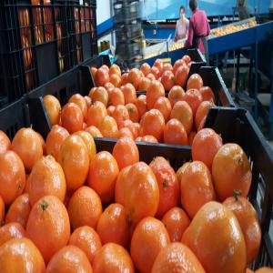 clementines Espagne - fruits et légumes clementine direct du champ( avec ou sans feuillle) - 0.60/kg  --clementine confeccione - 0.65/kg --calibre 4-3-2-1x-1xx-1xxx 