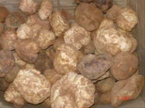 truffes blanche et truffes pour conserves - champignon levure en annonce le début de sont commercialisation des truffes de sahara,  pour le moment en dispose de deux types de ses truffes 1- le chaary et le zbidia qui si*ont seux types de truffes blanche ,  pour le chaary en peux vous livrer jusquà 5 tonnes/jours avec gros et moyenne qualibre,  pour 