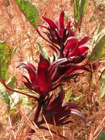 Hibiscus, thé d'herbes - matiere vegetale livraisons en gros directe de produits provenant afrique occidentale. base industrielle propre dans la république du sénégal.--hibiscus,  ou hibiscus est la plante de la famille des malvacées,  qui pousse en afrique de l'ouest. cette plante est également connue en eg