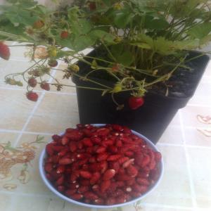 fraises des bois de culture  - fruits et légumes fraises des bois,  production de qualite,  varietees reine de vallees et mignonette.--production a partir de juin.--produit frais et surgele.--nous disposons aussi de plantes pretes a etre livrees.