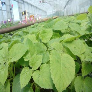 Jeunes plants de paulownia - horticulture plante biocarburant jeuenes plants de paulownia de diferentes dimensions,  hybrides a croissance rapide por production de bois de qualite et/ou biomasse.--commande minimum 1000 pcs.--pepiniere autorisee.