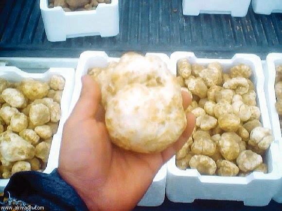 TRUFFES BLANCHES DU SAHARA  - champignon levure a vendre des truffes blanches du sahara appelé généralement  terfes .--nous cherchons des acheteurs sérieux.--les prix seront fixés selon les quantités demandées.