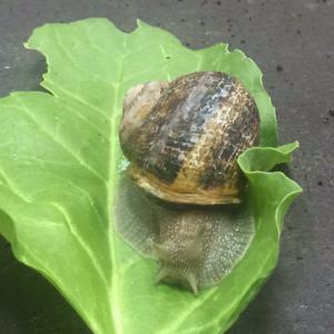 Escargot gros gris maxima - coquillage crustacé cherche client potentiel pour achat la production d'escargot gros gris ( hélix aspersa maxima ) en élevage mixte ( reproduction sous bâtiment et engraissement en parc) --une production estimée a 30 tonnes