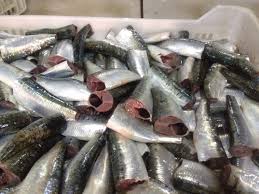 Sardine marocaine - poissons recherche partenaire pour exportation de sardines marocaine et d'autres poissons divers selon la saison  recherche partenaire pour exportation de sardines marocaine et d'autres poissons divers selon la saison 