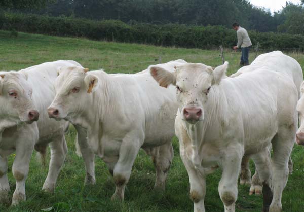 Veaux Maroc  - animaux vivants coopérative française spécialisé dans l'export de bétail vers les pays du maghreb depuis 40 ans (algérie, maroc, tunisie) propose des veaux  d'engraissement limousins,  charolais de 300 kg livré au maroc au prix de 3.70 cif maroc. montbéliards 300