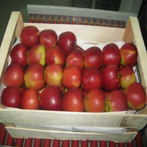 Pommes de Pologne - fruits et légumes nous nous specialisons dans l'export de pommes de pologne depuis 2007. nous garantissons une meilleure qualite de plusieurs varietes telles que prince,  gloster,  idared,  jonagored et autres.--veuillez nous contacter pour plus de details.--