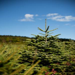 Sapins à distiller, épicéa et Nordmann Bio  - huiles ventes en vrac de résidus de taille de sapins de noël (produits jeunes,  riches en huiles essentielles) pour distillation. --variétés originales et intéressantes pour parfumerie,  agroalimentaire et aromathérapie- --nordmann --epicéa--pour plus de renseignemen