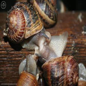 ESCARGOTS :  Helix aspersa muller   - coquillage crustacé vends direct producteur escargots hibernés d'excellente qualité! --élevés en pologne dans une région boisée.calibre 6à9 gr ou 9à12 gr--offre exceptionnelle - prix 2.7€/kg sans le transport --(possibilité transport sur demande en vé