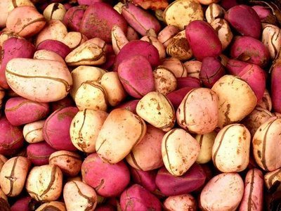 Looking for interested buyers for Kola nuts  - fruits secs et graines grillées we can provide good quality kola nuts from nigeria . the nuts comes directly from the ogun state. pure nuts (not powder) 4 different types- red,  pink,  yellow and white.  contact us for any order !--2oeuros/kg selling price - not including shipping price.