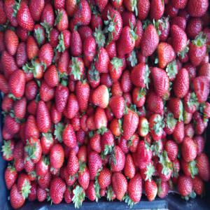 fraise algerien - fruits et légumes  	fraise premier choix ,  prix tres concurentielle parraport a la qualite, nous cherchons des clients dond tte l afrique principalement cote d ivoire , senegal, af sud.... n'hesitez pas a nous contacter pour plus d'information.