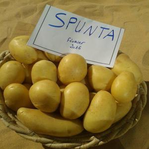 je suie agriculture pomme de terre algerie  - fruits et légumes pomme de terre algerie