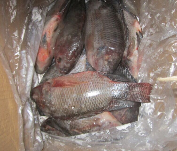 Tilapia Oreochromis niloticus whple round 500-800 - poissons frozen tilapia, (oreochromis niloticus) 90%nw 10%glazing ,  size after glazing,  10kg/ctn,  bulk packing.--cfr west africa--100-200 0.84usd/kg--200-300 1.12 usd/kg--300-500 1.36usd/kg--500-800 1.76usd/kg--800+      1.86usd/kg