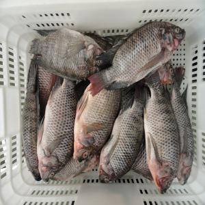 Tilapia Oreochromis nilotics 100-200g - poissons frozen tilapia, (oreochromis niloticus) 90%nw 10%glazing ,  size after glazing,  10kg/ctn,  bulk packing.--cfr west africa--100-200 0.84usd/kg--200-300 1.12 usd/kg--300-500 1.36usd/kg--500-800 1.76usd/kg--800+      1.86usd/kg--