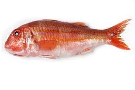 RECHERCHEACHETEUR POISSON FRAIS ET CONGELES - poissons bonjour --nous recherchons un grossiste en poisson pour l exportation--de nos produits crustacés poissons filets de tous genres----congelés et frais les deux a la fois--merci de nous parvenir vos commandes