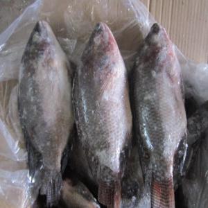 Tilapia Oreochromis niloticus whple round 300-500 - fish frozen tilapia, (oreochromis niloticus) 90%nw 10%glazing ,  size after glazing,  10kg/ctn,  bulk packing.--cfr west africa--100-200 0.84usd/kg--200-300 0.94 usd/kg--300-500 1.09usd/kg--500-800 1.38usd/kg--800+      1.42usd/kg