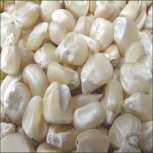 White Corn Maiz - cereals specification of  - white corn --purity-99% - min--damage- 2%- max--grade-a/1--moisture-14% max.--weevil kernels-1.0 % max.--admixture-1.0% max.--imperfect grains-8.0% max.--broken-2.0% max.--damage-2.0% max.