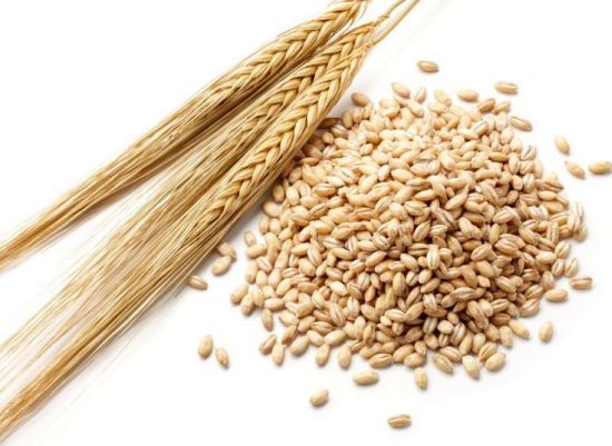 Barley Malt grain  - cereals specification---moisture - max 12%--protein- min 9%--fibre- max 6%--ash- max 3.5%--test weight - min 610--foreign matters - max 2%--grain admixture - max 2%--bug damaged - max 1%