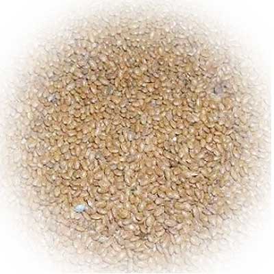 Supply Kiwi Seeds - fruits and vegetables dried kiwi seeds can be used in food,  bakery,  beverage and oil extract processing etc.--they are clean and washed out from fresh kiwi fruits.--fob- tianjin port,  china--moq- 1mt--leading time- 30days--