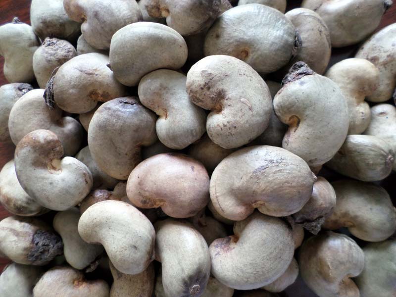 vends noix de cajou brute du benin - fruits et légumes nous vendons de 5000 tonnes de noix d'acajou brute kor 48,  taux d'humidité- 10% ,  emballage- sac jute (90kg). nous contacter,  stock immédiatement disponible.