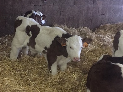 vend 110 taurillons Montbeliard qualité extra - animaux vivants integrateur independant vend un lot de 110 taurillons montbeliard qualité extra pour export ou marché interrieur seront dispo apres sevrage a partir du mois de juin,  feront 150 kg de moyenne--nous sommes dans le dept 21.--pouvons vous en mettre en place sur demande.--