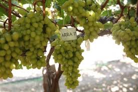 Raisin grapes Arra 11 - fruits et légumes disponible a partir du 20 juin 2016--qualite certifie par arra grapes aux etats unies--lieu de production regueb tunisie