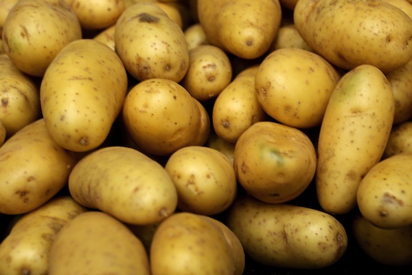 Fresh Washed Farm Potatoes - seed plant seed packaging & delivery----packaging details- 25/50kg bags--delivery detail- prompt----item- fresh farm potatoes----feature- good quality,  fresh,  smooth and natural yellow skin----supplying period- all year round----sizes- 50 - 100g,  100 - 150g,  150 - 250g,  250g and up----origin- holland----packaging- 