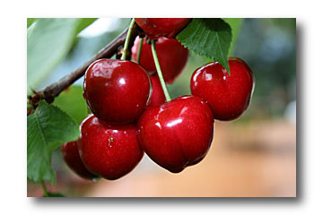  ventes cerises  - fruits et légumes  bonjour nous sommes du sud de la france région paca,  cerises direct producteur pensez à passer vos commande cette année va etre difficile, minimum une palette --cordialement 