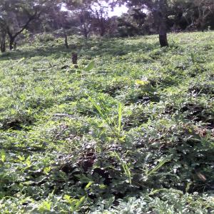 10 Tonnes igname blanche (Abombam) - féculents ch dispose d'1 h d'igname() dit  abombam  au cameroun à 100 km de yaoundé,  précisément dans le département du mbam et inougou. ----la récolte est prévue fin décembre 2016. notre production sera mise à la vente dès le 1er janvier 2