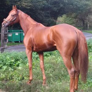  Cheval Pur sang course - animaux vivants dispose regulierement de pur sang et pur sang arabe dont la carriere en france a été interrompu et qui peuvent etre tres interessant pour une nouvelle carriere de course ou l elevage-origines souvent prestigieuses.