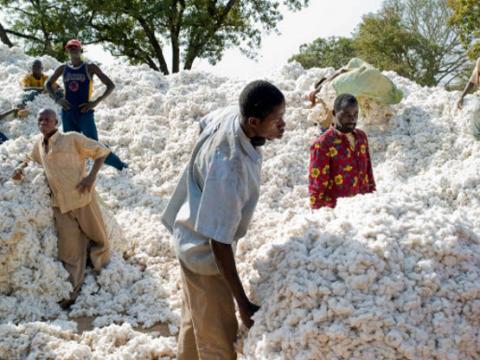 vente de graine de coton - semence graine plant nous sommes un groupement et nous disposons d'une quantité importante de graine de coton. merci de nous contacter si intéressés